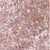 53 Rose Gold