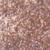 55 Rosewood Glow