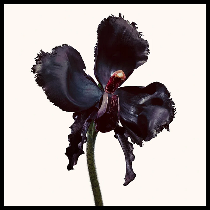 Black Orchid Reserve Parfum