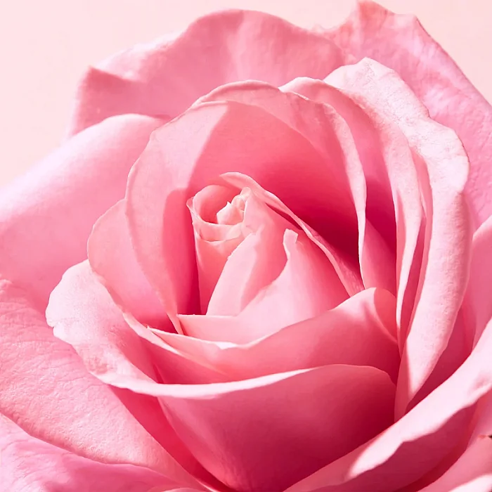 Balsam de buze hidratant cu ulei de trandafir Very Rose Lip Balm