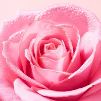 Gel de curatare calmant cu extract de trandafir Very Rose Cleansing Gel